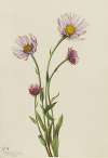 Alaska Fleabane (Erigeron salsuginosus)