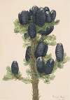 Alpine Fir (Abies lasiocarpa)