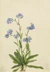 Alpine Forget-me-not (Myosotis alpestris)