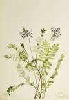 Alpine Milkvetch (Astragalus alpinus)