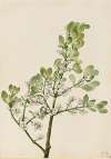American Mistletoe (Phoradendron flavescens)