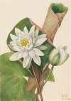 American Waterlily (Castalia odorata)