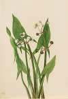 Arum Arrowhead (Sagittaria cuneata)