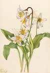 Avalanche Lily (Erythronium montanum)