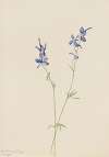 Blue Larkspur (Delphinium nuttallianum)