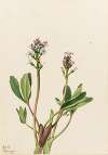 Bogbean (Menyanthes trifoliata)