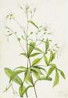 Bowmansroot (Porteranthus trifoliatus)