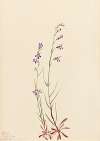 Brook Lobelia (Lobelia kalmii)