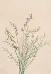 Burgess Milkvetch (Astragalus bourgovii)