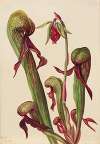 California Pitcherplant (Chrysamphora californica)