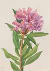 California Rose-Bay (Rhododendron californicum)