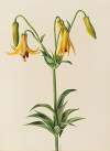 Canada Lily (Lilium canadense)