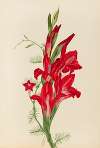 Cannas and Cypress Vine (Canna species and Ipomoea quamoclit)