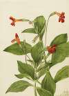 Cardinal Monkey Flower (Mimulus cardinalis)