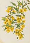 Carolina Jessamine (Gelsemium sempervirens)