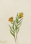 Columbia Lily (Lilium columbianum)