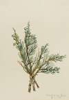 Creeping Juniper (Juniperus horizontalis)