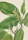 Cucumbertree (Magnolia acuminata)