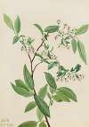 Deerberry (Polycodium stamineum)