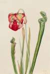 Drummond Pitcherplant (Sarracenia drummondii)