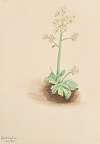Early Saxifrage (Saxifraga virginiensis)