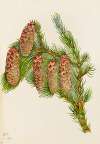 Engelmann Spruce (Picea engelmanni)