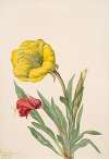 Evening Primrose (Oenothera howardi)