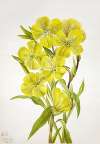 Evening Primrose (Oenothera)