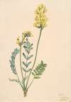 False Locoweed (Oxytropia gracilis)