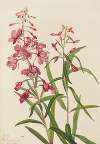 Fireweed (Epilobium angustifolium)