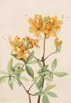 Flame Azalea (Azalea lutea)