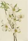 Flowering Dogwood (Cornus florida)