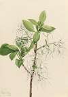 Fringe Tree (Chionanthus virginica)