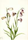 Fritillary (Fritillaria biflora)