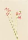 Grass-pink Orchid (Limodorum tuberosum)