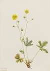 Grayleaf Fivefinger (Potentilla glaucophylla)