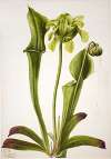 Green Pitcherplant (Sarracenia orephila)