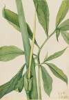 Greendragon (Arisaema dracontium)