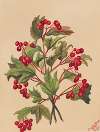 Grouseberry (Viburnum americanum)