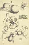 Studienblatt mit einer Mohnblume, Pflaumen, Kirschen, zwei Käfern, einer Fliege, einer Biene und einem Frosch