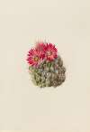 Hedgehog Cactus (Coryphantha arizonica)