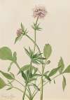 Heliotrope Valerian (Valeriana sitchensis)