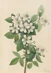 Highbush Blackberry (Rubus argutus)