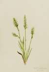 Hooded Ladies-Tresses (Ibidium strictum)