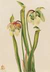 Hybrid Pitcherplant (Sarracenia minor)