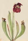 Hybrid Pitcherplant (Sarracenia rubra xs purpurea venosa)