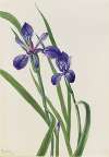 Iris (Iris species)