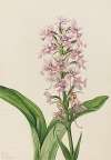 Large Purple Fringe-Orchid (Habenaria grandiflora)
