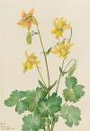 Lemon Columbine (Aquilegia flavescens)