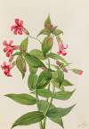 Lewis Monkey Flower (Mimulus lewisii)